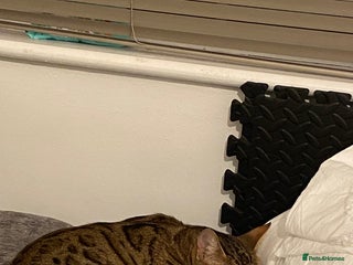 Bengal cats - Advert 24