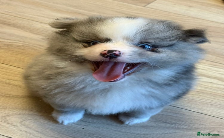 Pomeranian dogs Stunning Pomeranians  - Advert 8