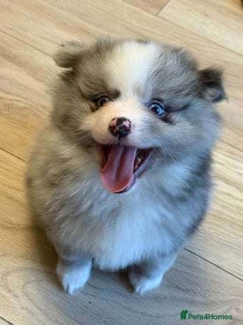 Pomeranian dogs Stunning Pomeranians - Advert 8