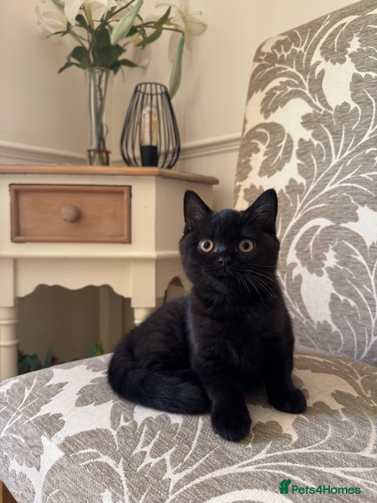 British Shorthair cats Lap cat. GCCF Reg. Sweetest Black Shorthair  - Advert 2