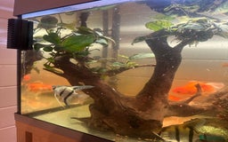 Fancy Goldfish fish for sale: Full fish tank set up - Advert 11