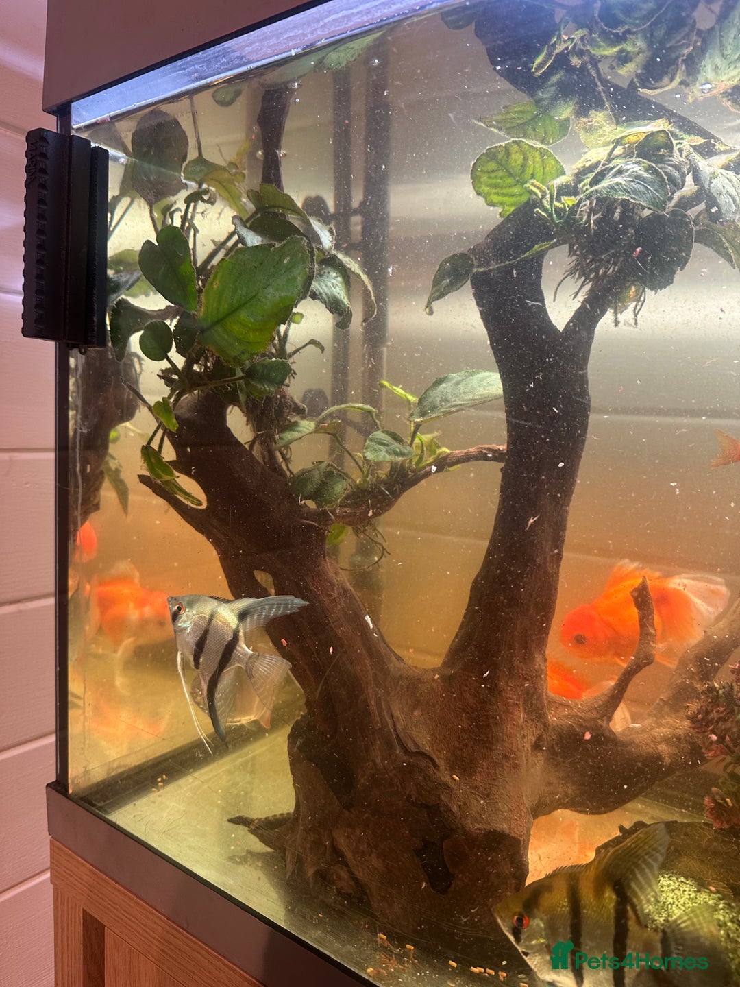 Fancy Goldfish fish for sale: Full fish tank set up - Advert 11