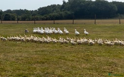 Geese poultry for sale: Embden Geese For Sale  - Image 4