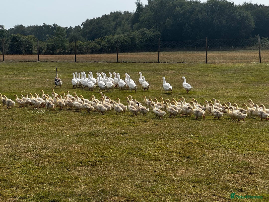 Geese poultry for sale: Embden Geese For Sale  - Image 4