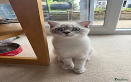 Scottish Fold cats for sale: British Shorthair and Scottish Fold - Image 22