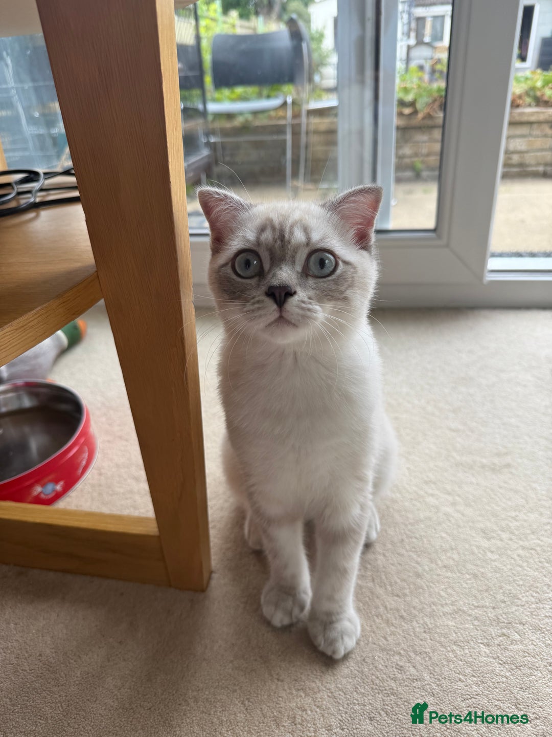 Scottish Fold cats for sale: British Shorthair and Scottish Fold - Image 22