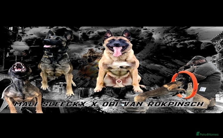Belgian Shepherd Dog dogs - Advert 3