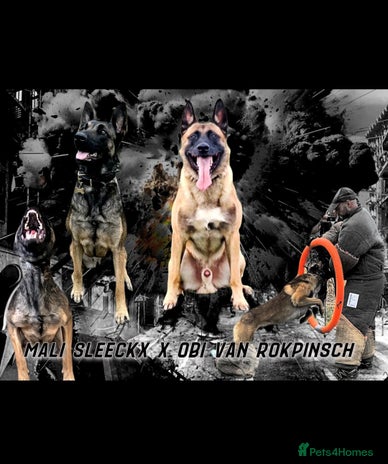 Belgian Shepherd Dog dogs - Advert 3