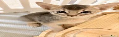 Abyssinian Kitten 1