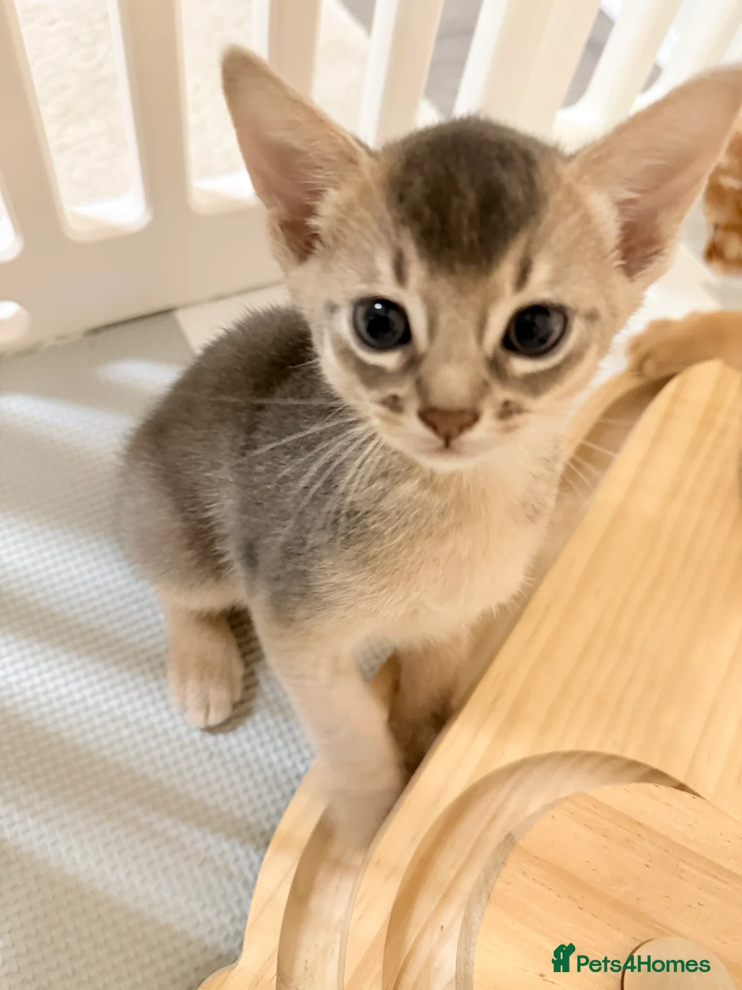Abyssinian cats for sale: Abyssinian Kittens 🐾 - Advert 26