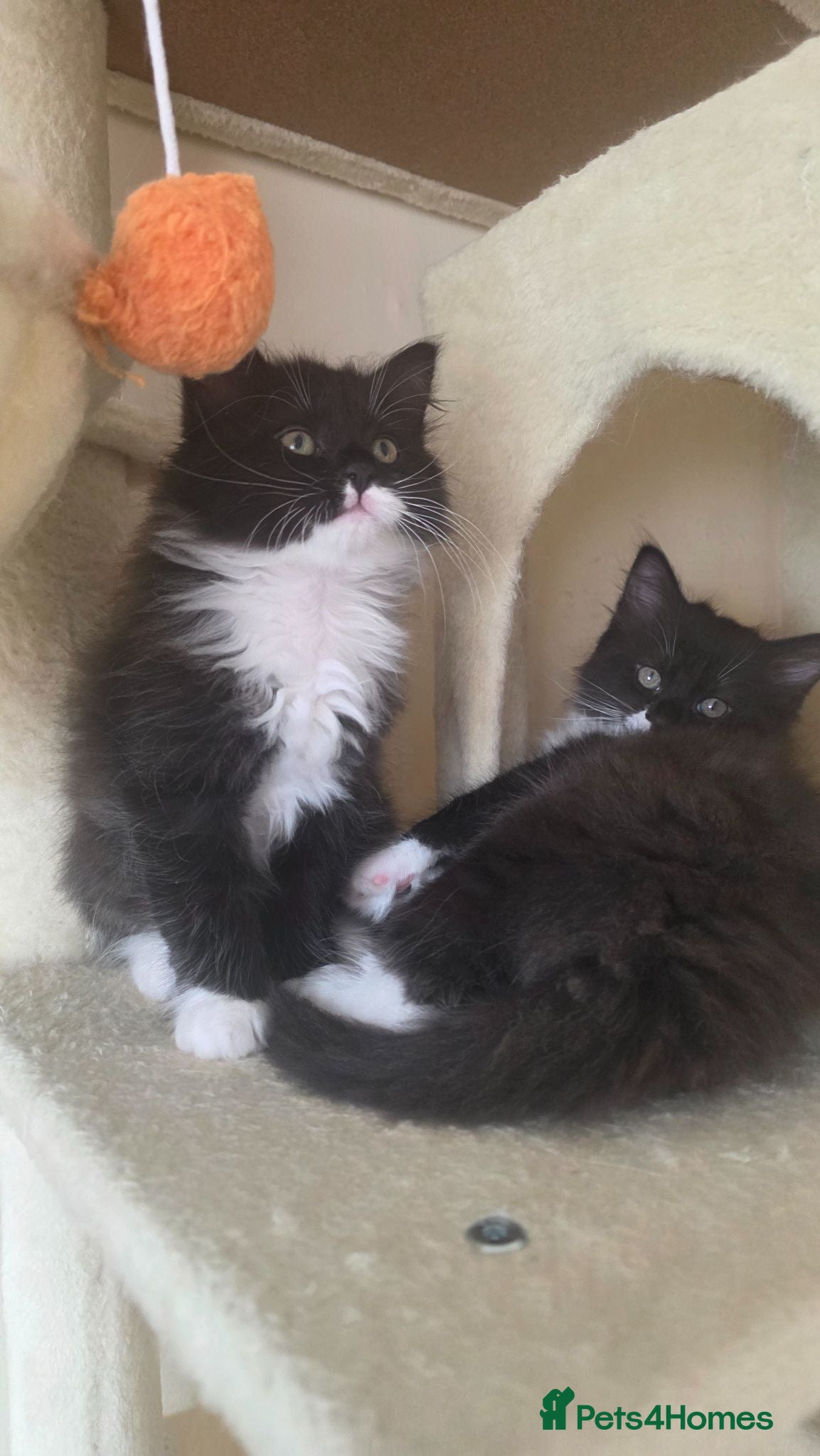Mixed Breed cats 3 Beautiful Ragdoll Cross Male Kittens - Advert 2