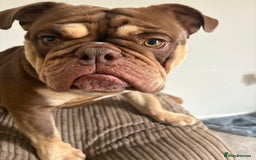 English Bulldog dogs for sale: Ralph  - Image 2