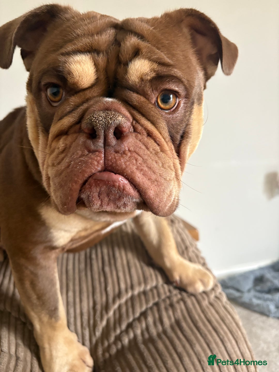 English Bulldog dogs for sale: Ralph  - Image 2