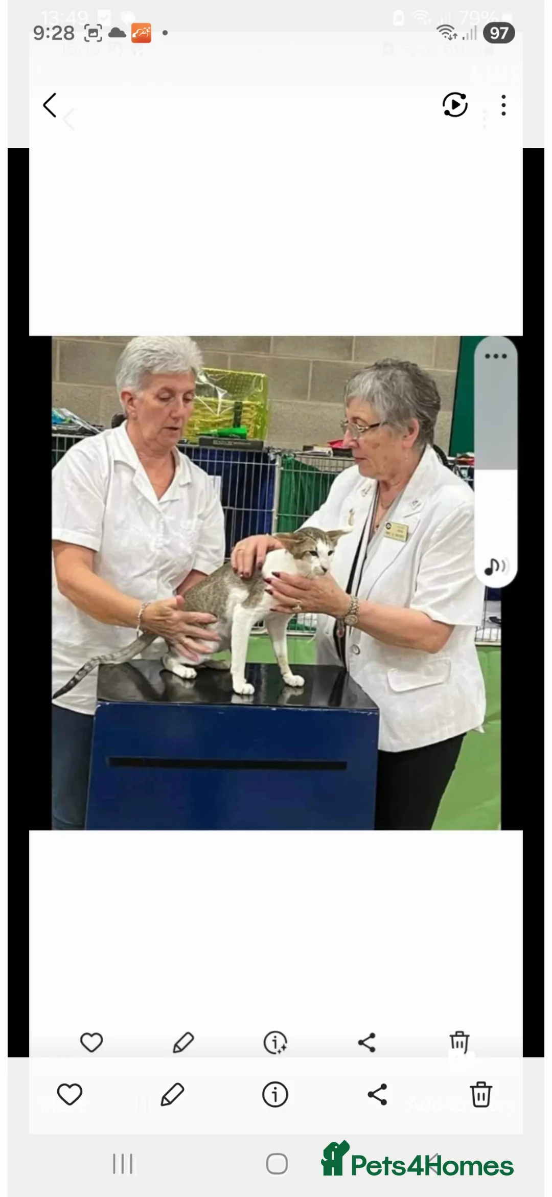 Oriental cats for sale: Stunning modern type cream boy - Advert 7