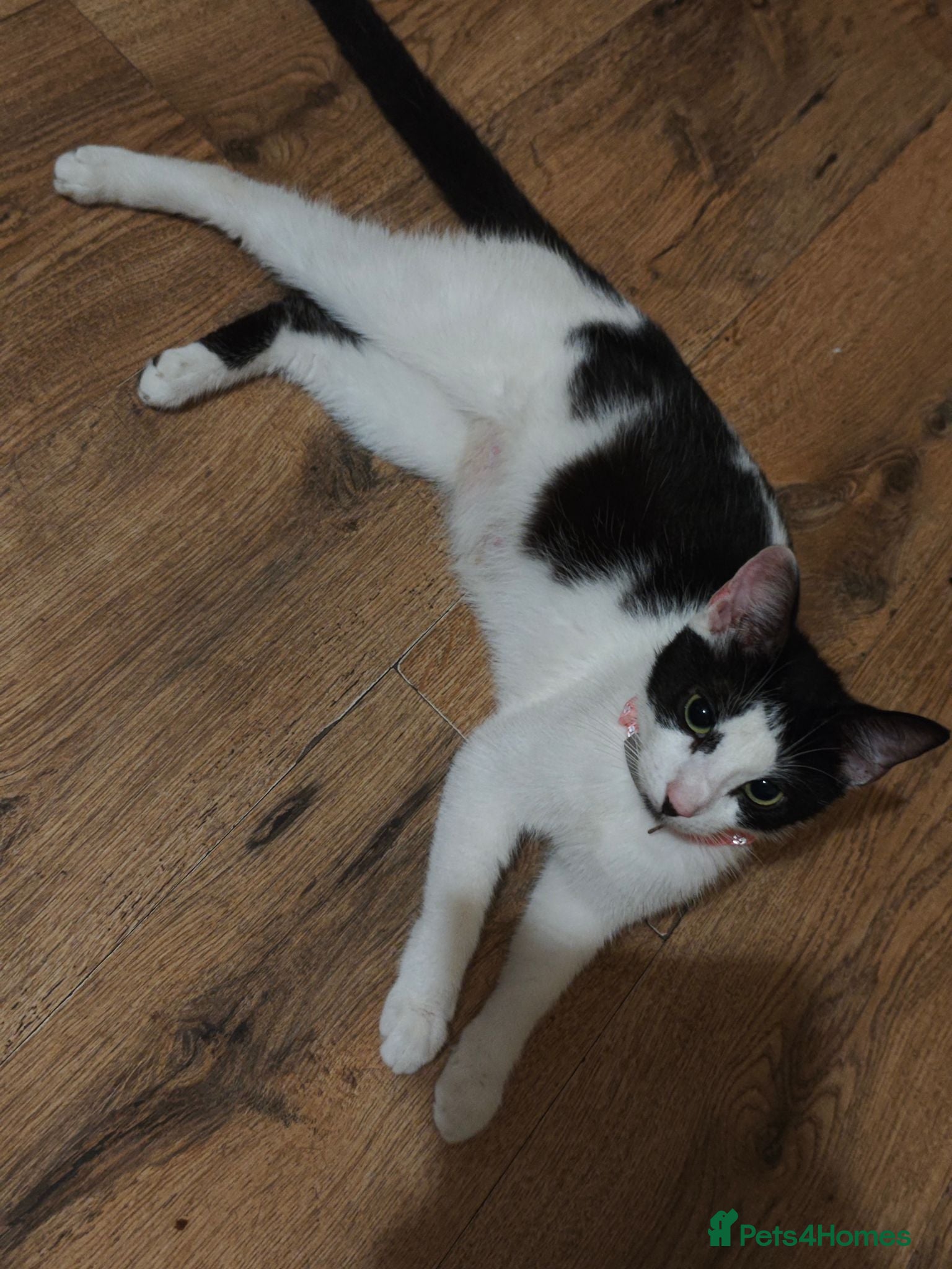 Mixed Breed cats female cat - Advert 3