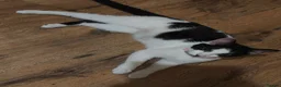 Mixed Breed cats for sale: female cat - Advert 1