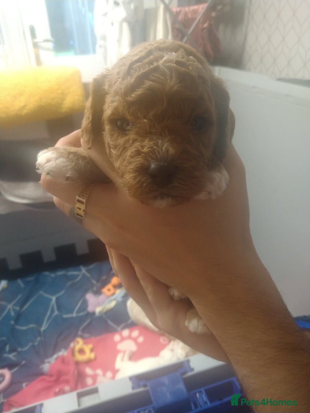 Mixed Breed dogs for sale: Beautiful female available ready to leave 1st nov - Image 20