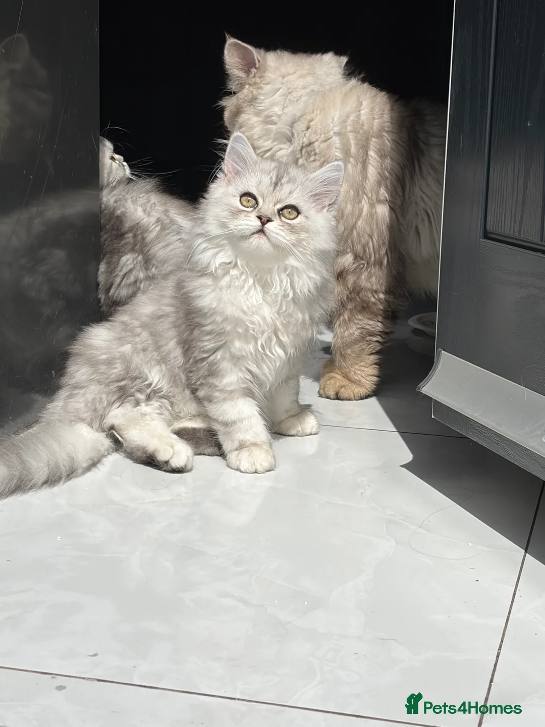 Persian cats for sale: 2 Beautiful Persian kittens  - Advert 2
