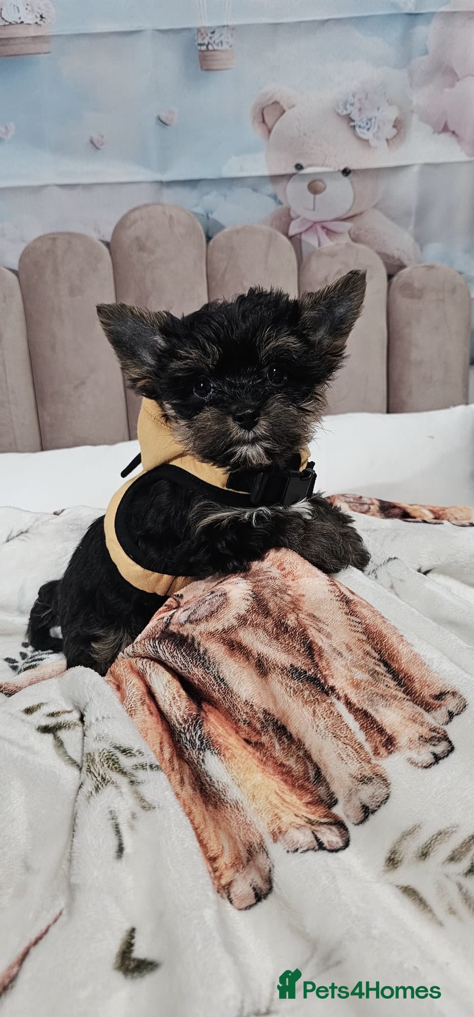 Yorkshire Terrier dogs The last boy 🩵Tiny miniature Yorkshire terriers - Advert 4