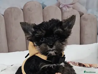 Yorkshire Terrier dogs The last boy 🩵Tiny miniature Yorkshire terriers - Advert 3