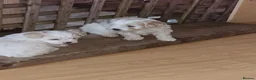 Mixed Breed dogs for sale: 1 lovely boy left!! in Holsworthy - Advert 4
