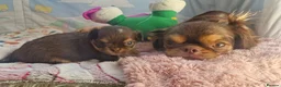 Chihuahua dogs for sale:  Long Coat KC CHI pups 2 BOYS & 1 GIRL - Advert 6