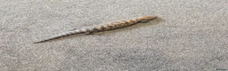 Skink reptiles for sale: Blue tongue skink baby - Advert 5