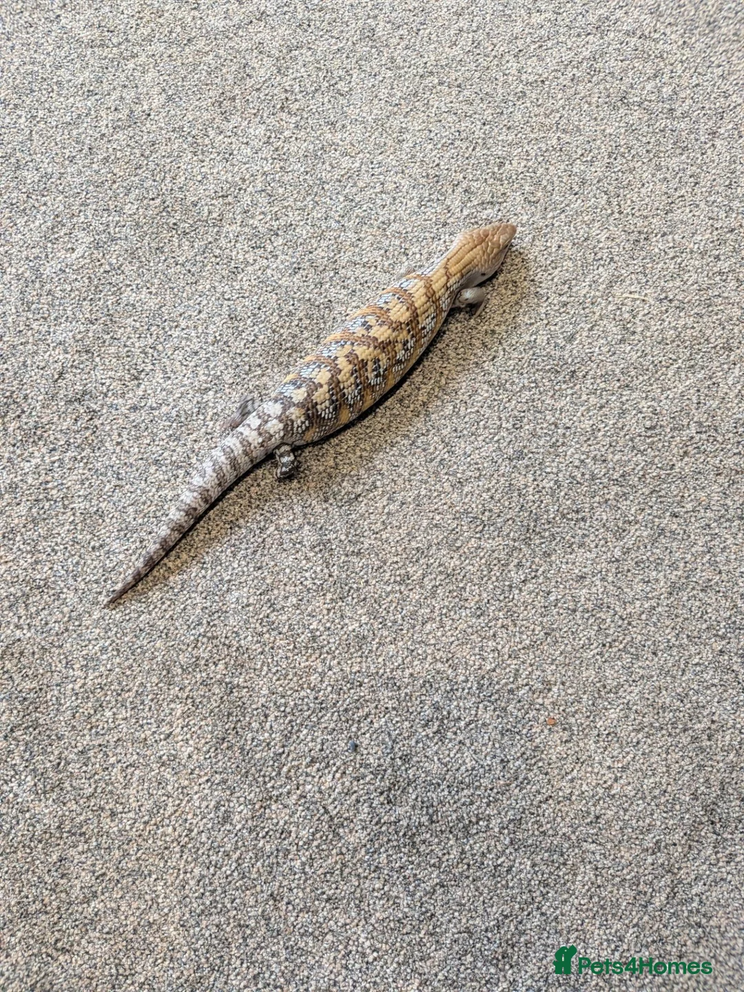 Skink reptiles for sale: Blue tongue skink baby - Advert 5