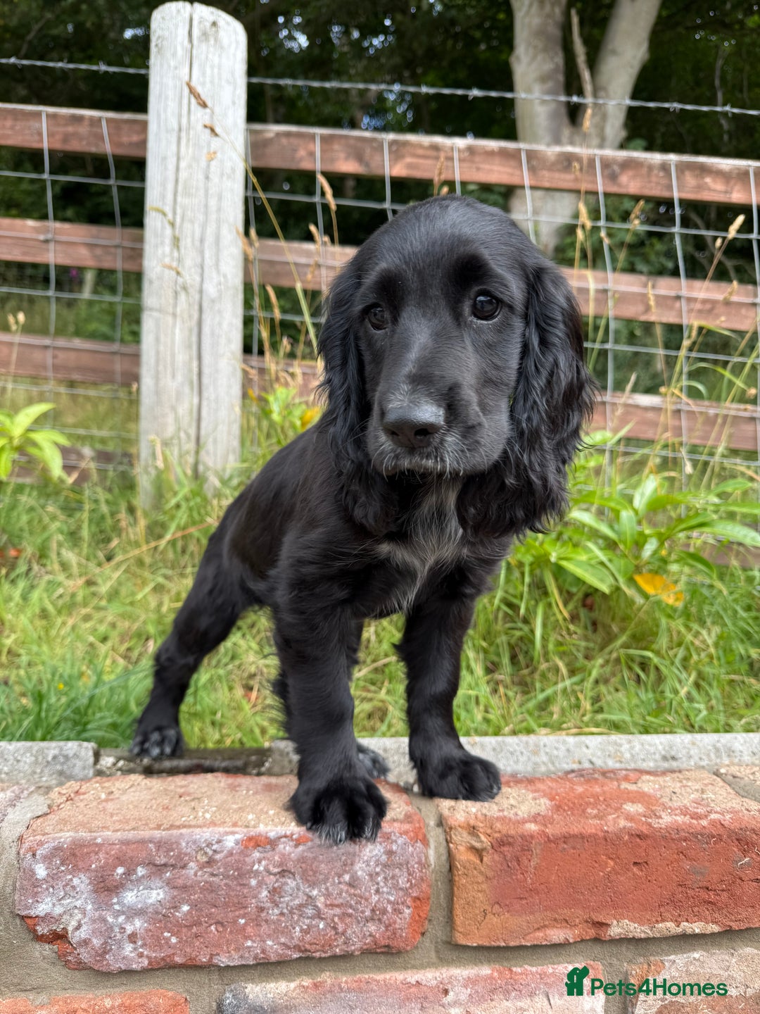 Cocker Spaniel dogs for sale: FULLY VACCINATED Black FEMALE cocker spaniel in Mold - Image 6
