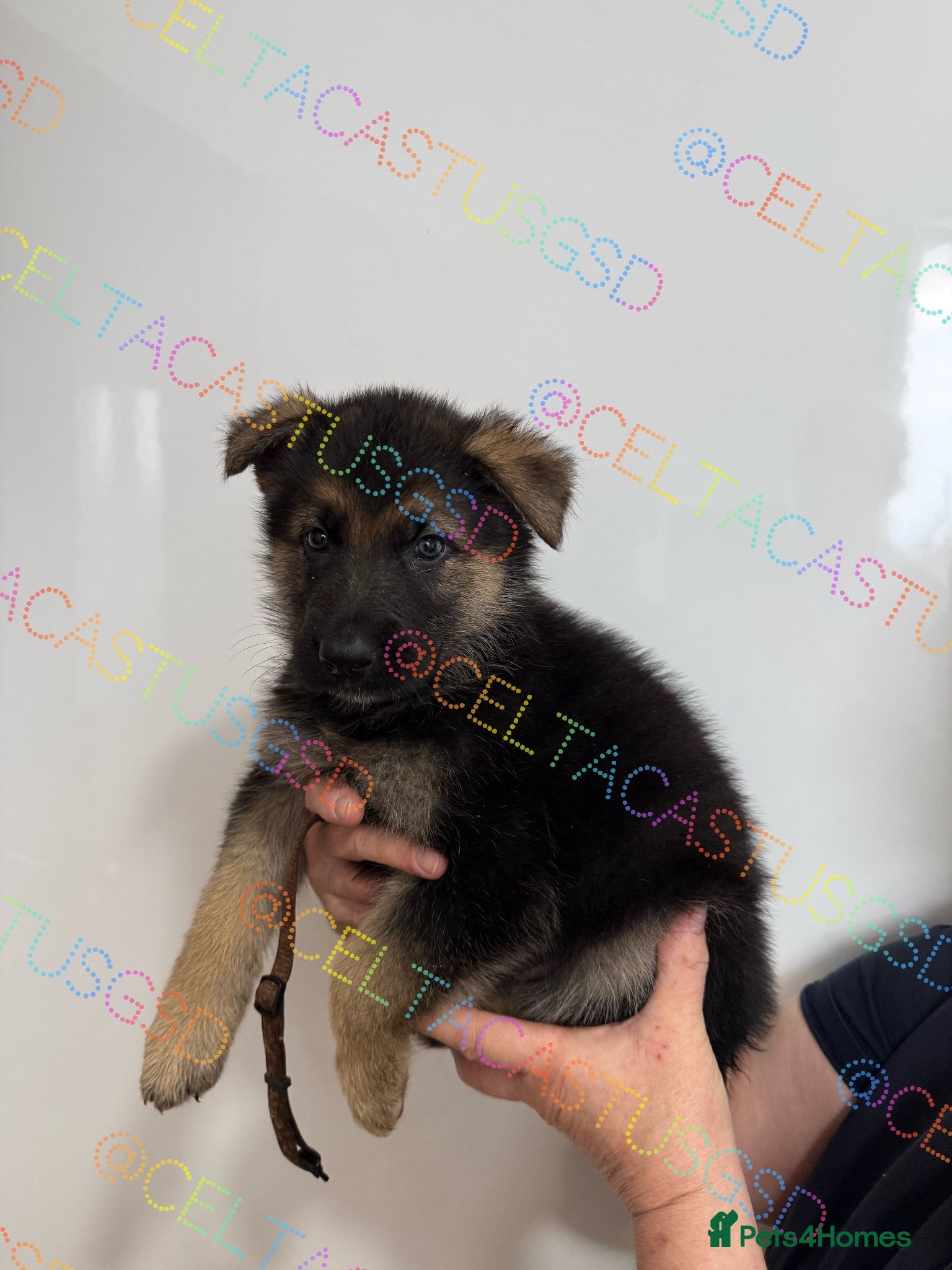 German Shepherd dogs Kcreg GSD pups black and tan and solid black  - Advert 2
