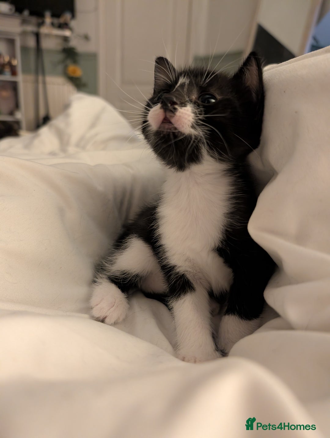 Mixed Breed cats for sale: Cuddly Female Kitten - Advert 4