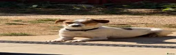 Mixed Breed dogs for adoption: Gentle | House Trained | Goofy & Sweet - Advert 10