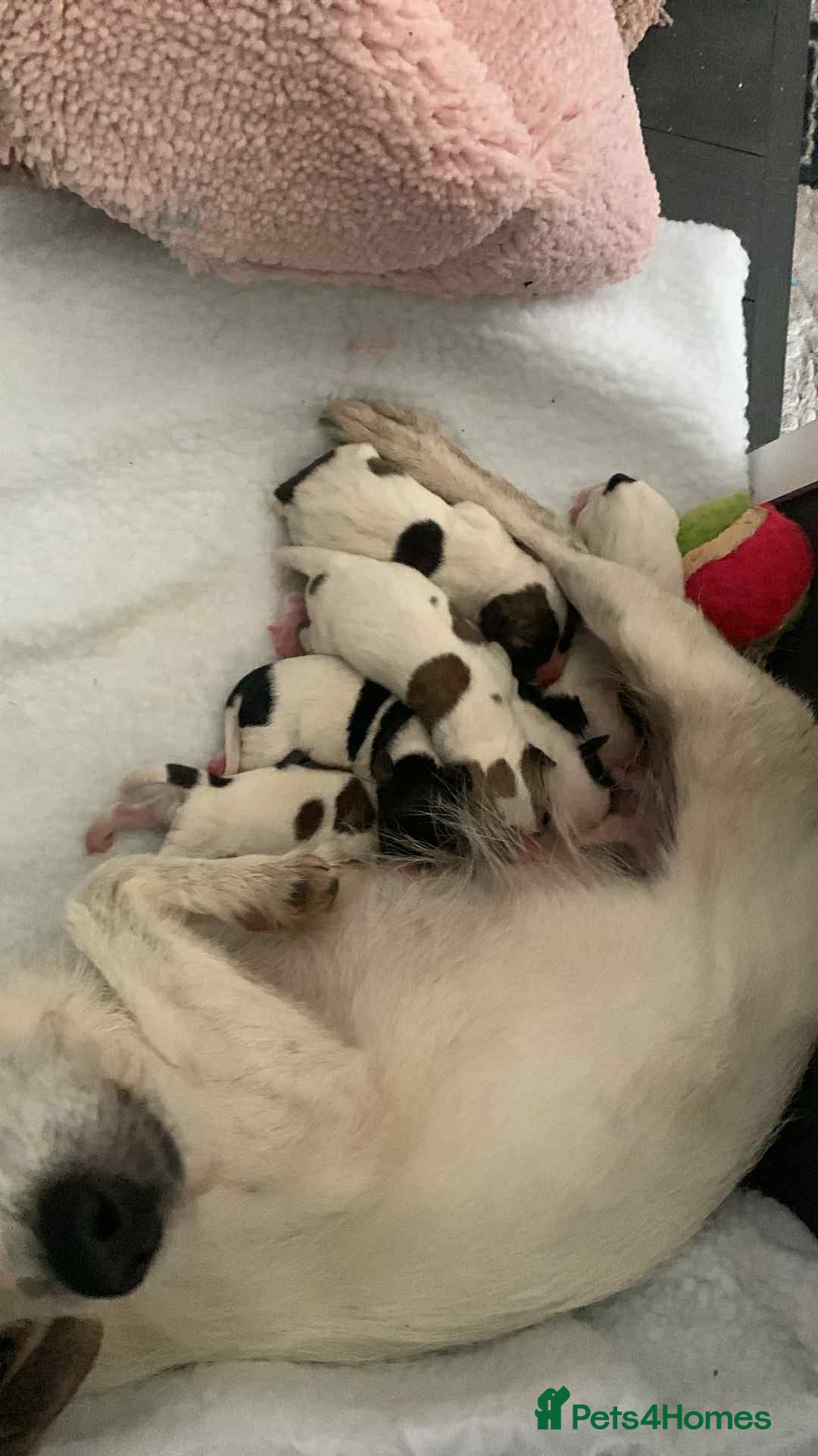 Jack Russell dogs for sale: Jack Russel’s puppies - Image 1