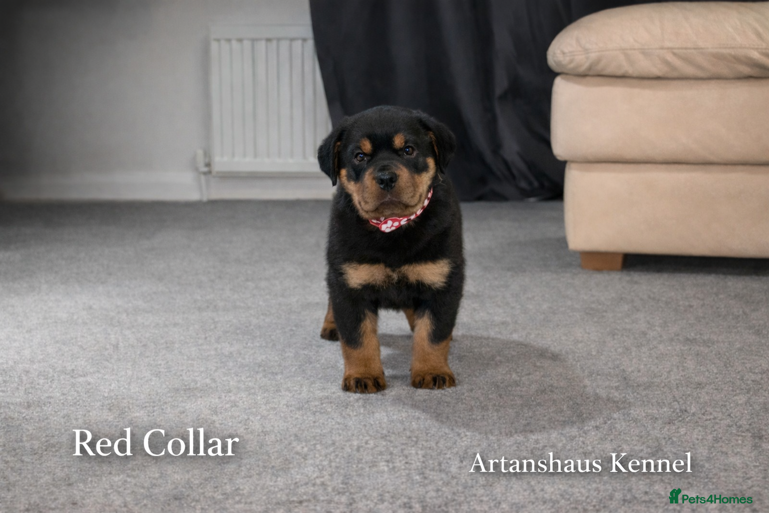 Rottweiler dogs finall litter 2 Female Rottweiler puppies  - Advert 3