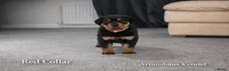 Rottweiler dogs for sale: finall litter 2 Female Rottweiler puppies  - Advert 1
