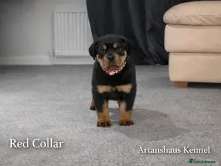 Rottweiler dogs finall litter 2 Female Rottweiler puppies - Advert 3