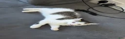 Mixed Breed cats for sale: 1 male kitten - Advert 12