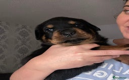 Rottweiler dogs for sale: Beautiful litter of 6 boys - Image 24