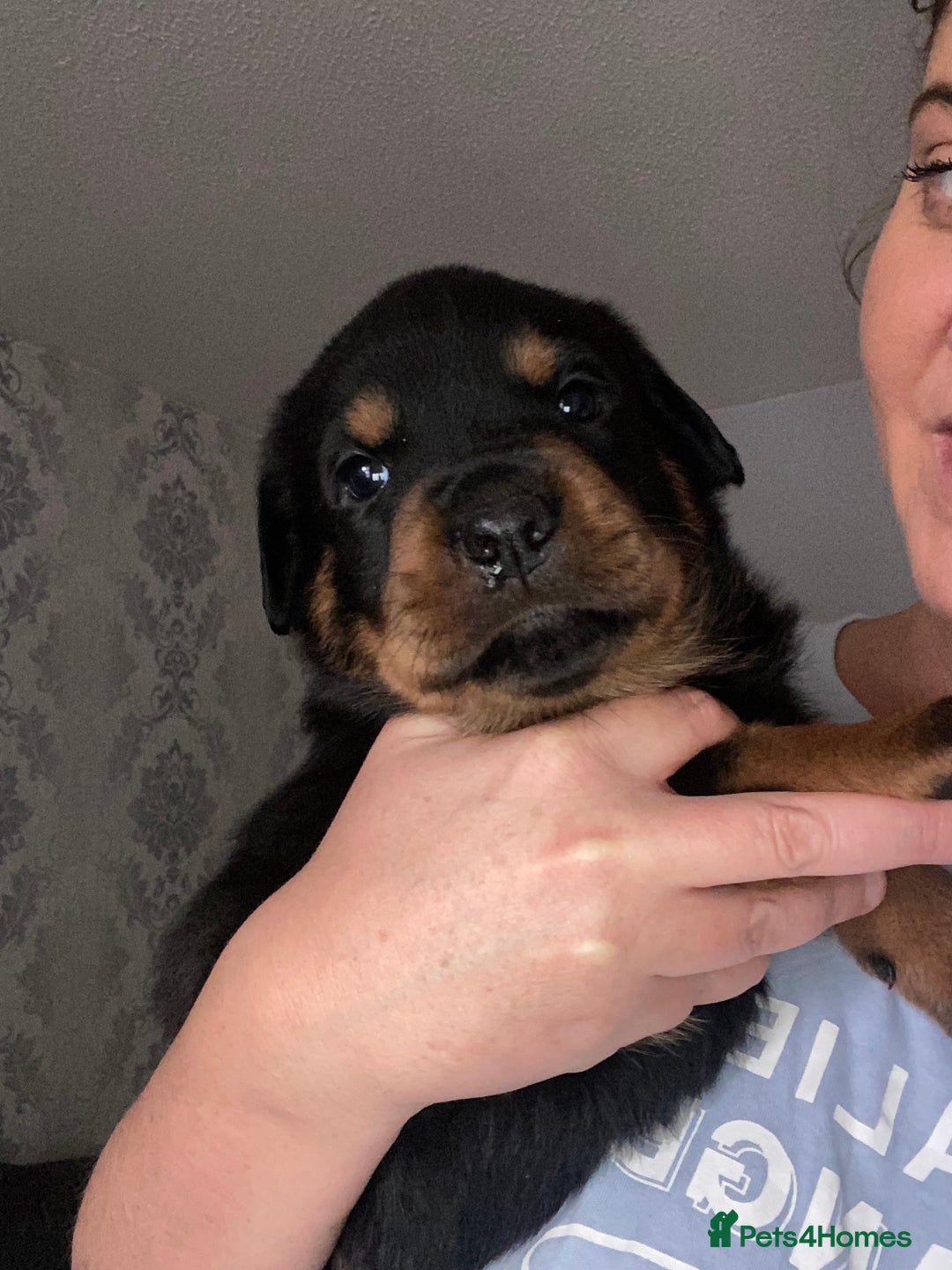 Rottweiler dogs for sale: Beautiful litter of 6 boys - Image 24
