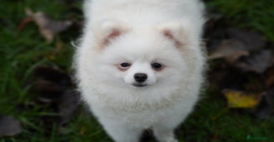 Pomeranian dogs Baby white Pom - Advert 8
