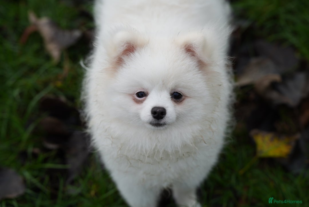 Pomeranian dogs for sale: Baby white Pom - Advert 1