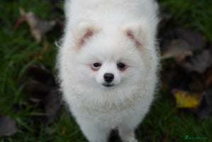 Pomeranian dogs Baby white Pom - Advert 8