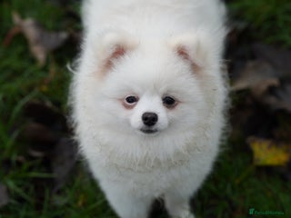 Pomeranian dogs Baby white Pom - Advert 2