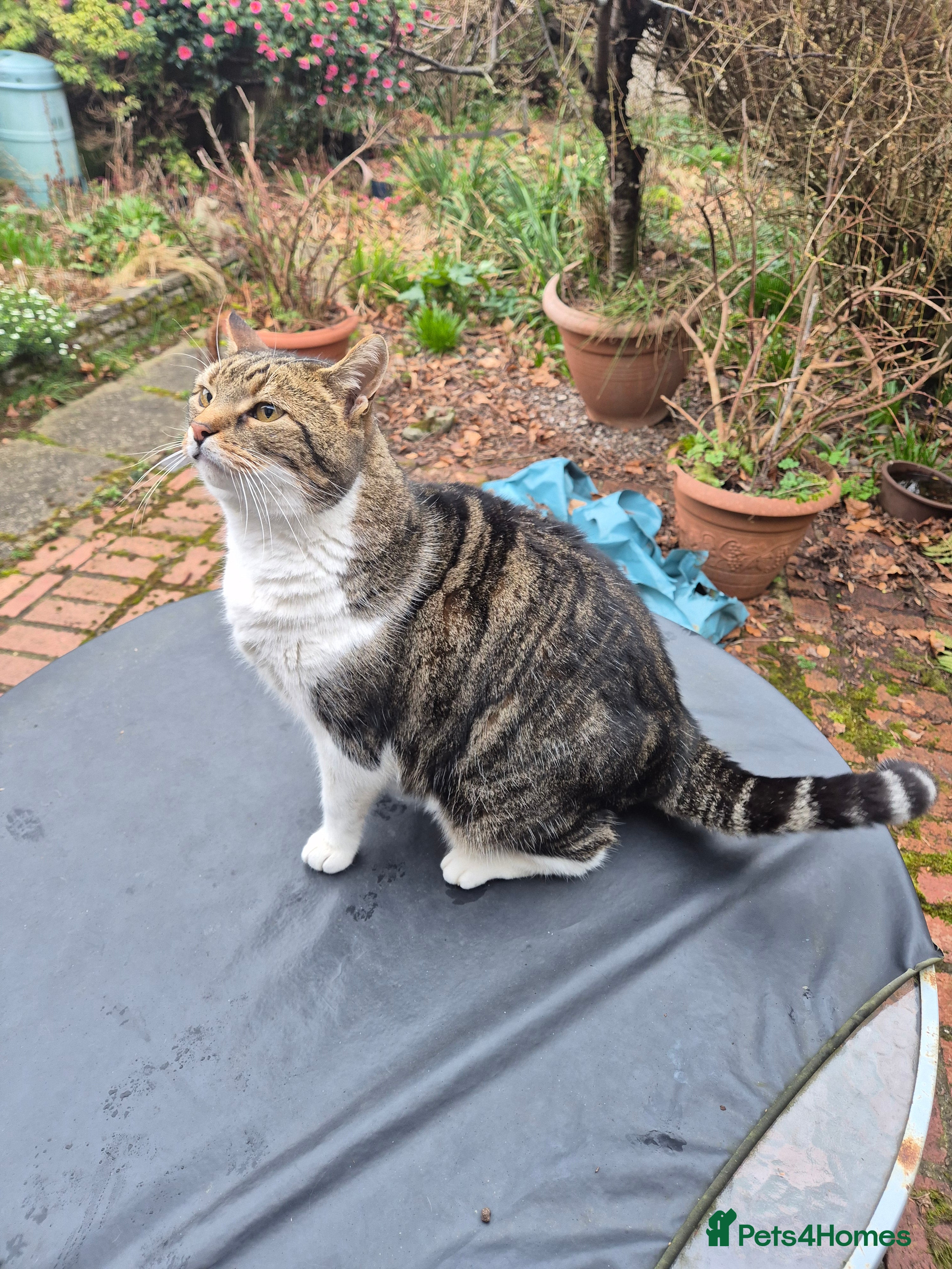 Mixed Breed cats Bagpuss needs a new home!  - Advert 1