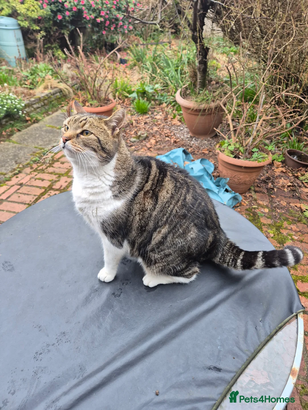 Mixed Breed cats for sale: Bagpuss needs a new home!  - Advert 1