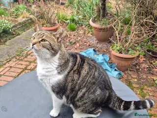 Mixed Breed cats Bagpuss needs a new home! - Advert 1