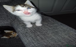 Mixed Breed cats for sale: Two mixed kittens  - Image 2