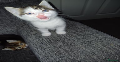 Mixed Breed cats - Advert 3