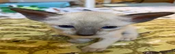 Siamese cats for sale: Siamese kittens - Advert 1