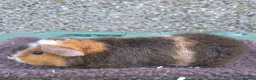 Guinea Pig rodents for sale: Young guinea pigs - Advert 5